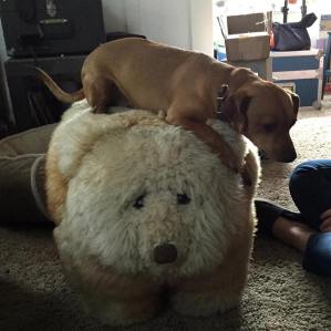 12814443_10105068960723957_5347755008455873817_n